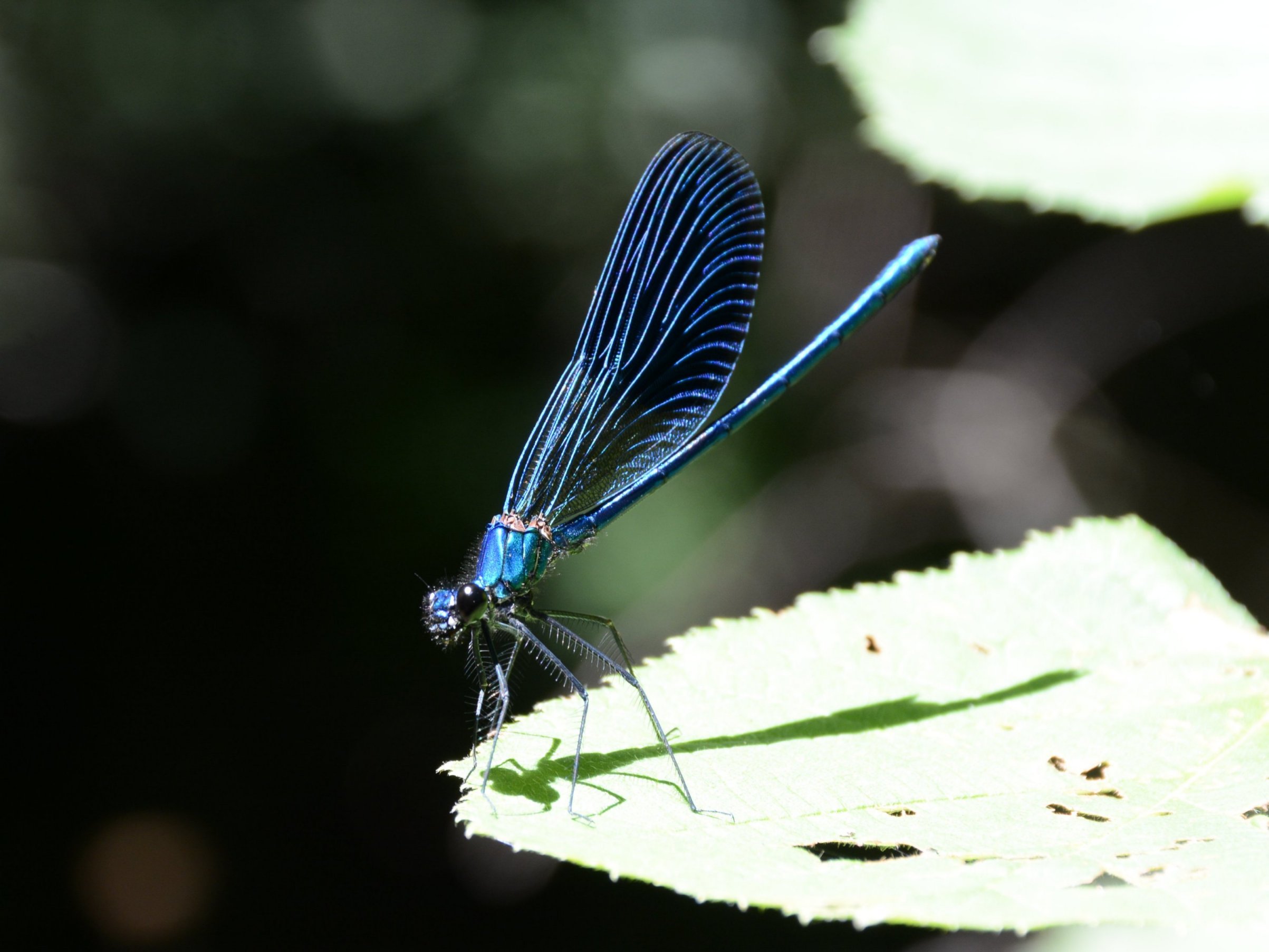 Libellula da identificare 4